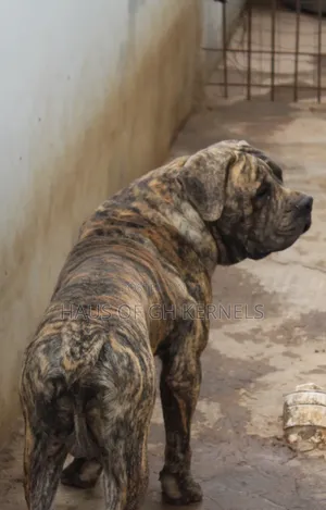 1+ year Male Purebred Boerboel
