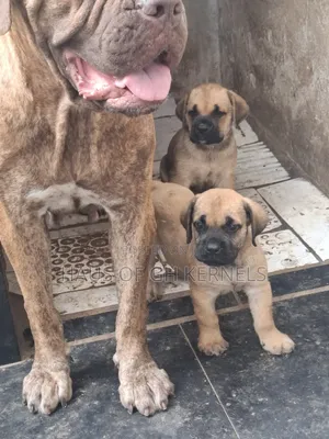 1+ year Female Purebred Boerboel