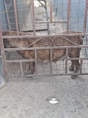 1+ year Female Purebred Boerboel