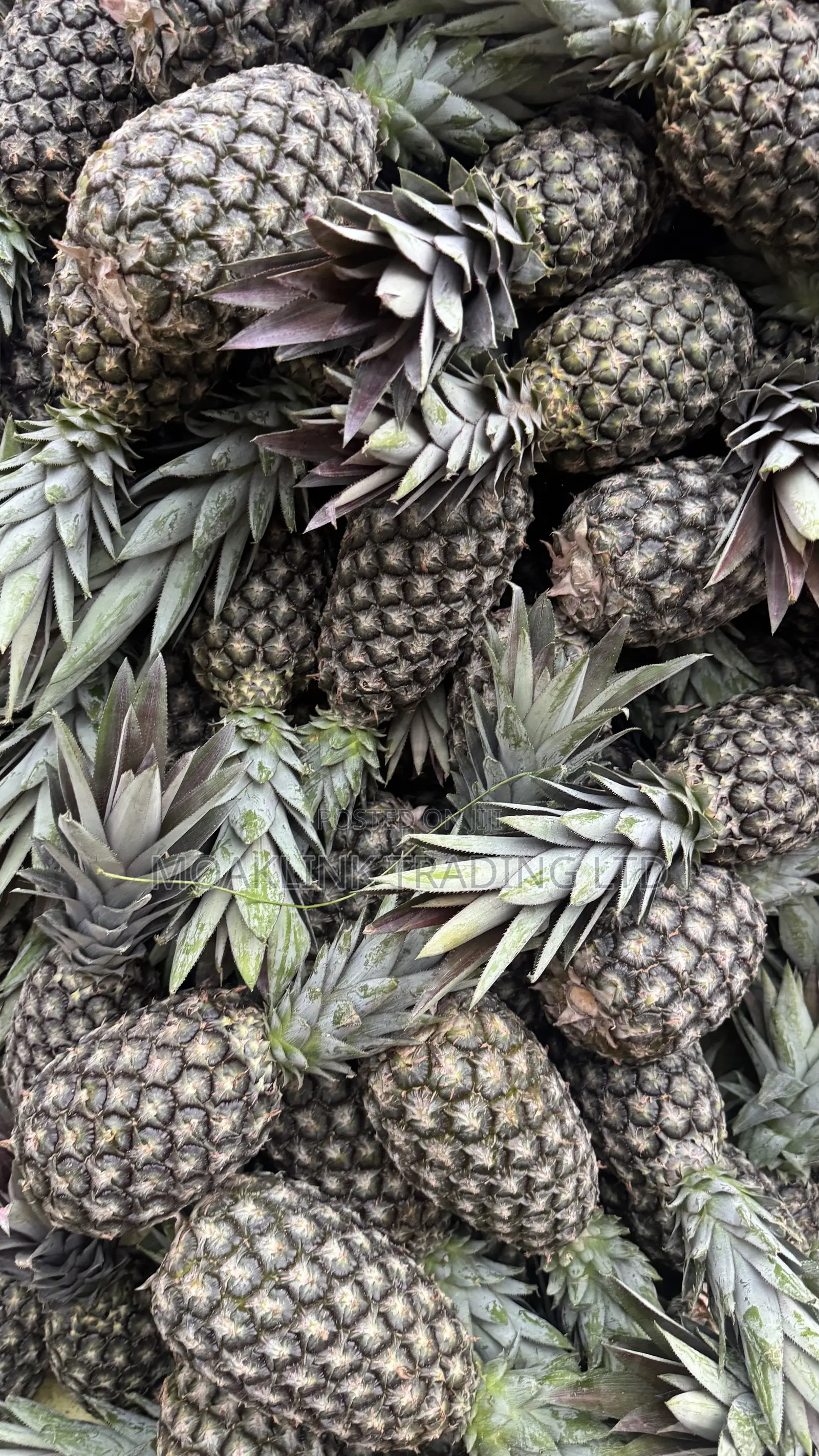 Sugar Loaf Pineapple