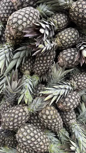 Sugar Loaf Pineapple