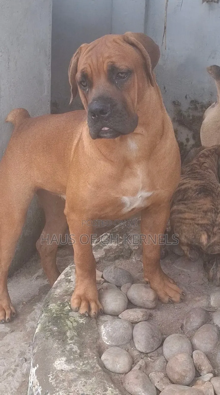 6-12 months Male Purebred Boerboel