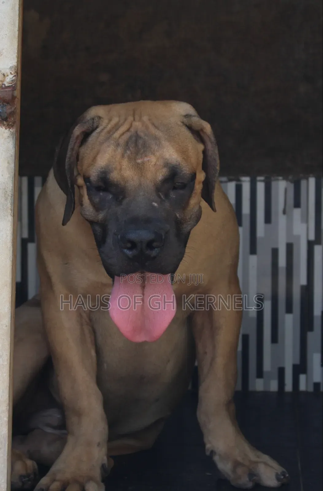 6-12 months Male Purebred Boerboel