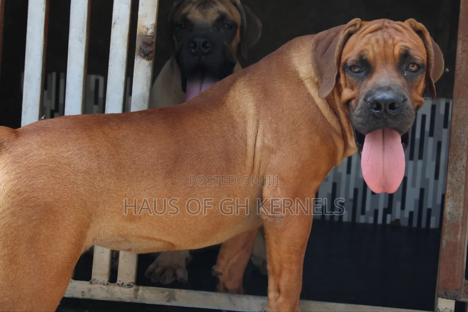 6-12 months Male Purebred Boerboel