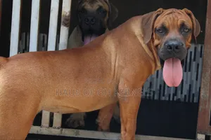 6-12 months Male Purebred Boerboel