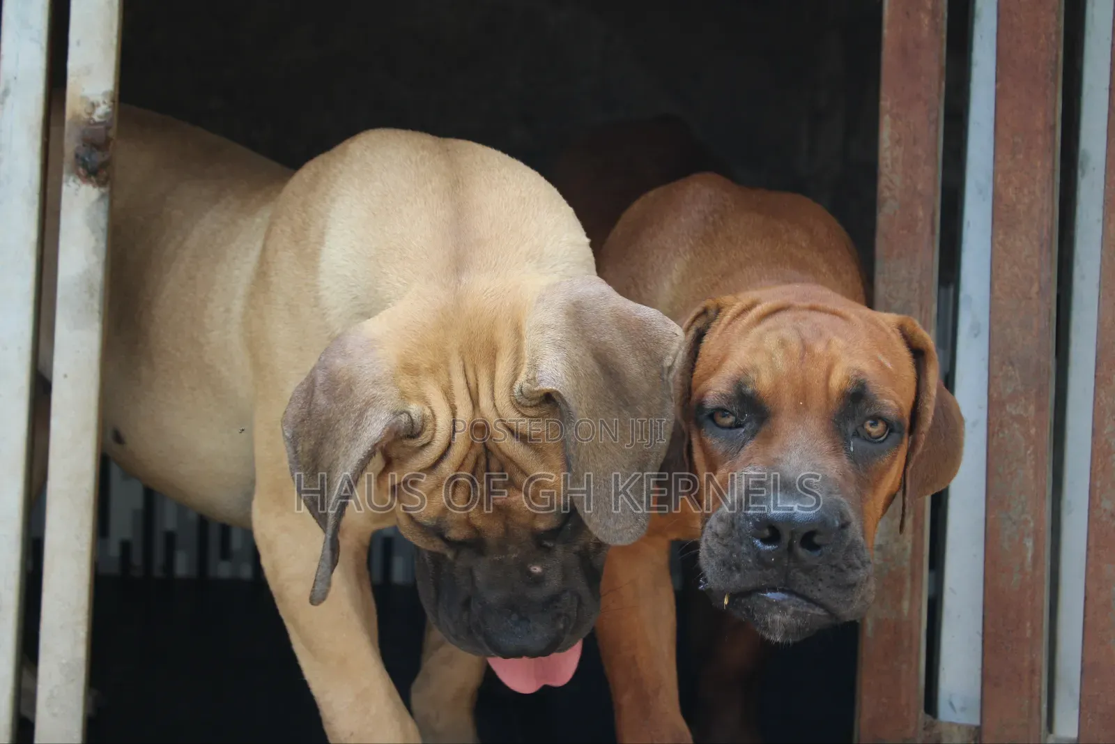 6-12 months Male Purebred Boerboel