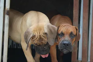 6-12 months Male Purebred Boerboel