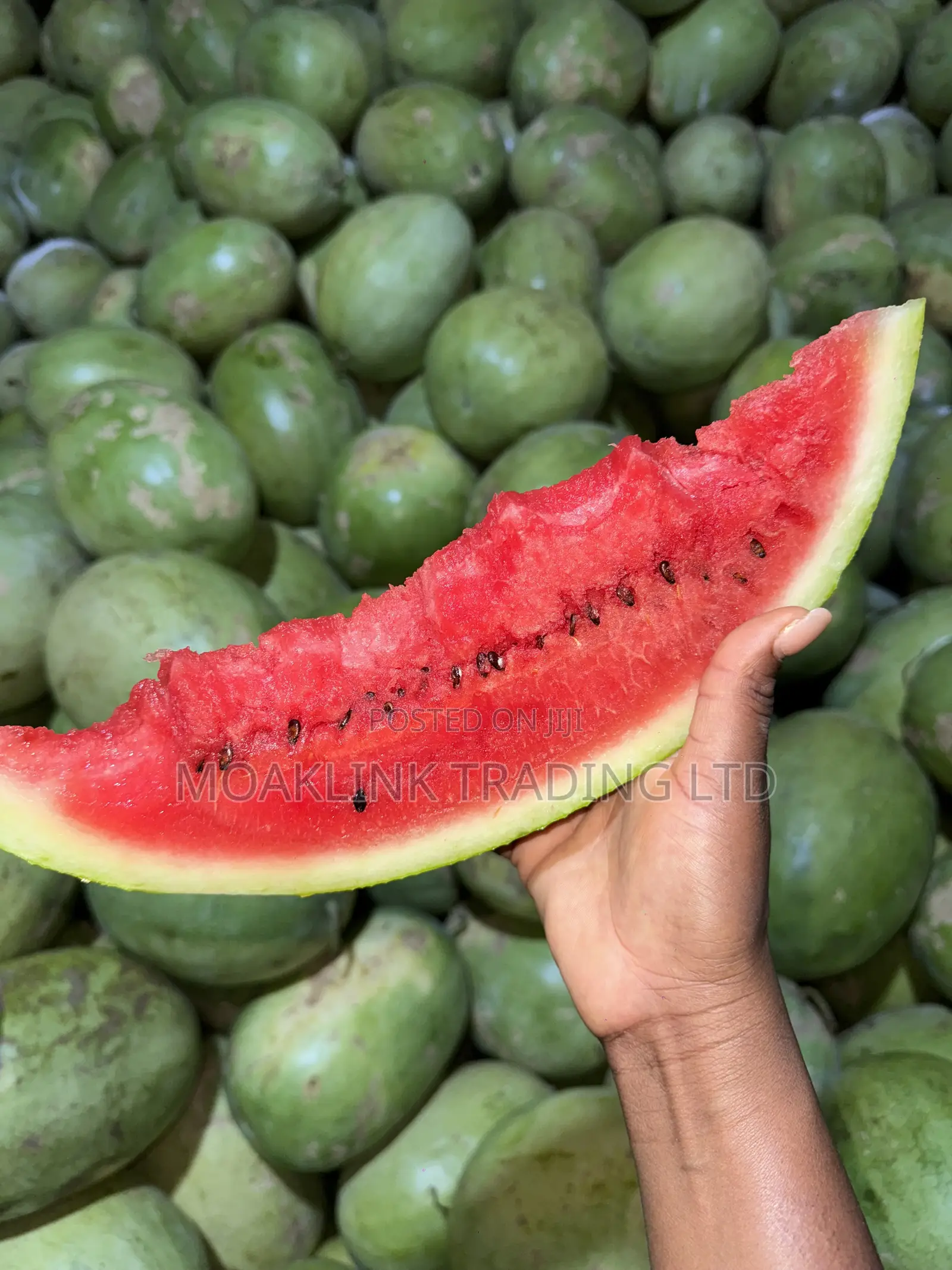 Watermelon (Medium)