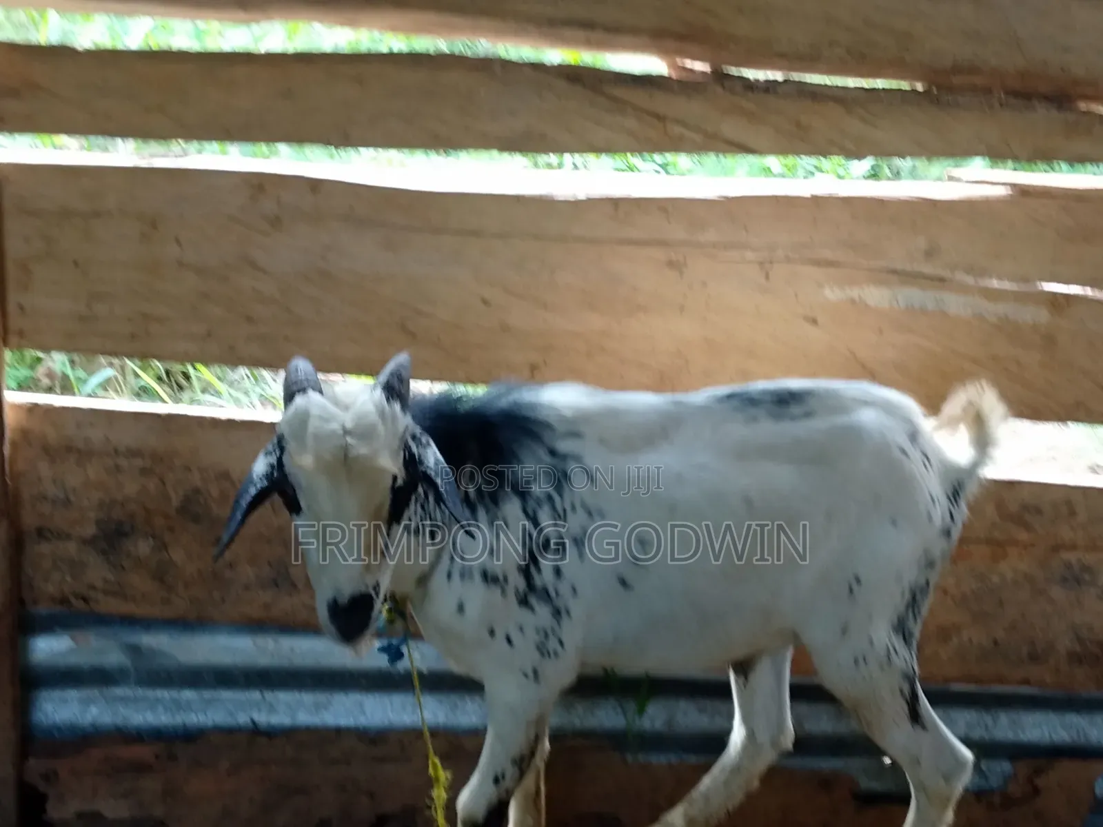 Hybrid Barbari Male Goat for Sale Good for Crossing,high Genetic