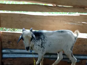 Hybrid Barbari Male Goat for Sale Good for Crossing,high Genetic