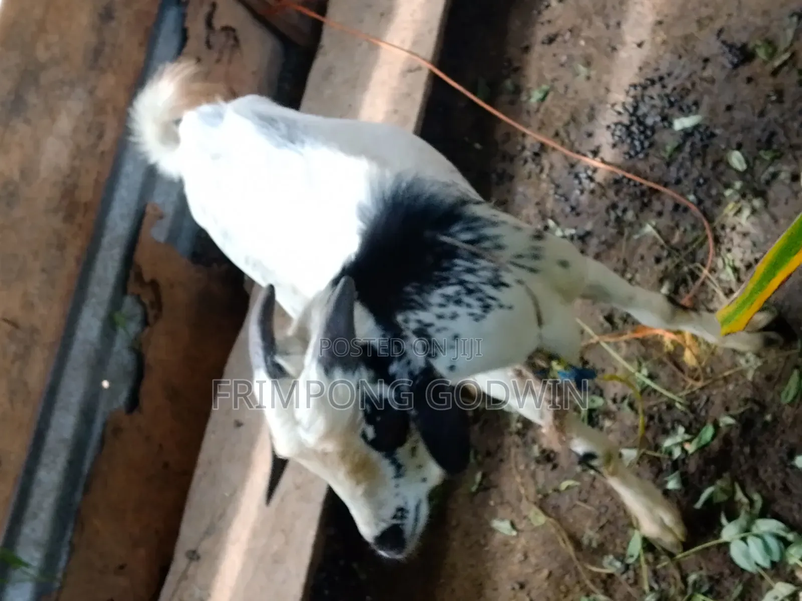 Hybrid Barbari Male Goat for Sale Good for Crossing,high Genetic