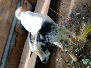Hybrid Barbari Male Goat for Sale Good for Crossing,high Genetic