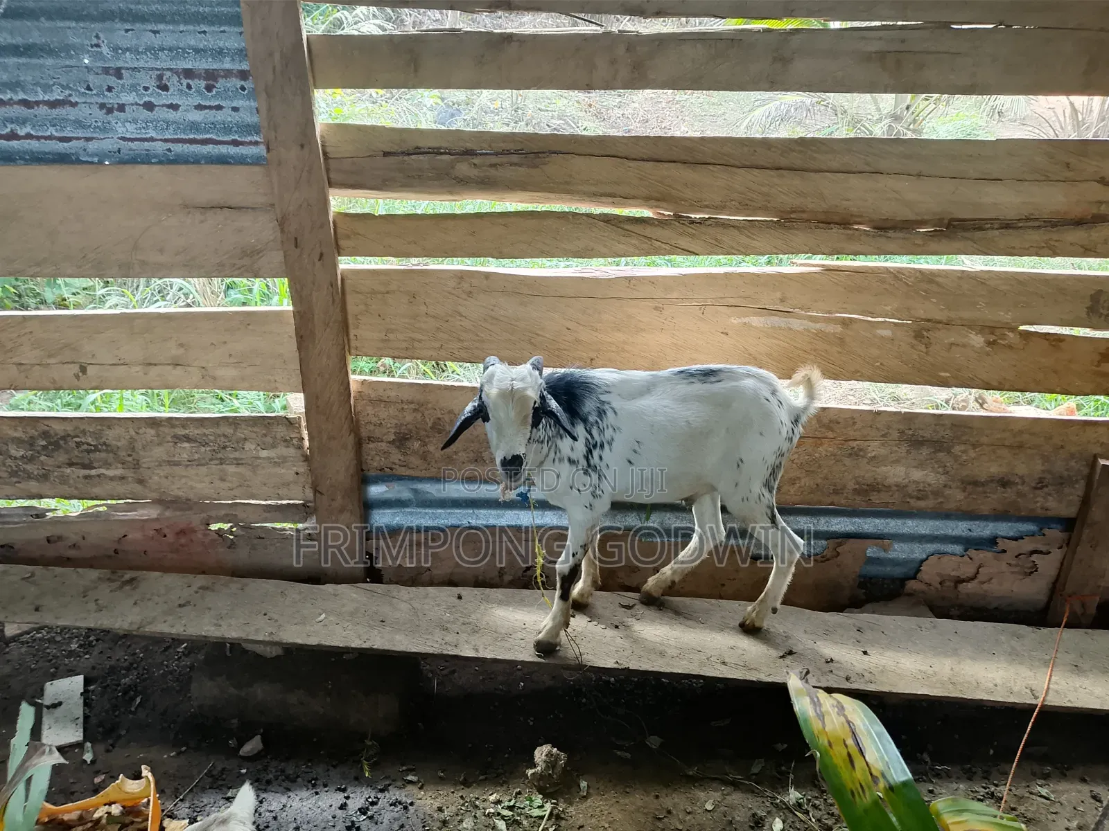 Hybrid Barbari Male Goat for Sale Good for Crossing,high Genetic