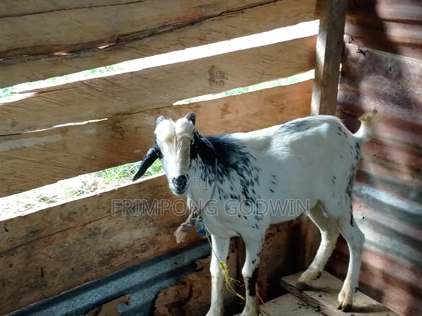 Hybrid Barbari Male Goat for Sale Good for Crossing,high Genetic