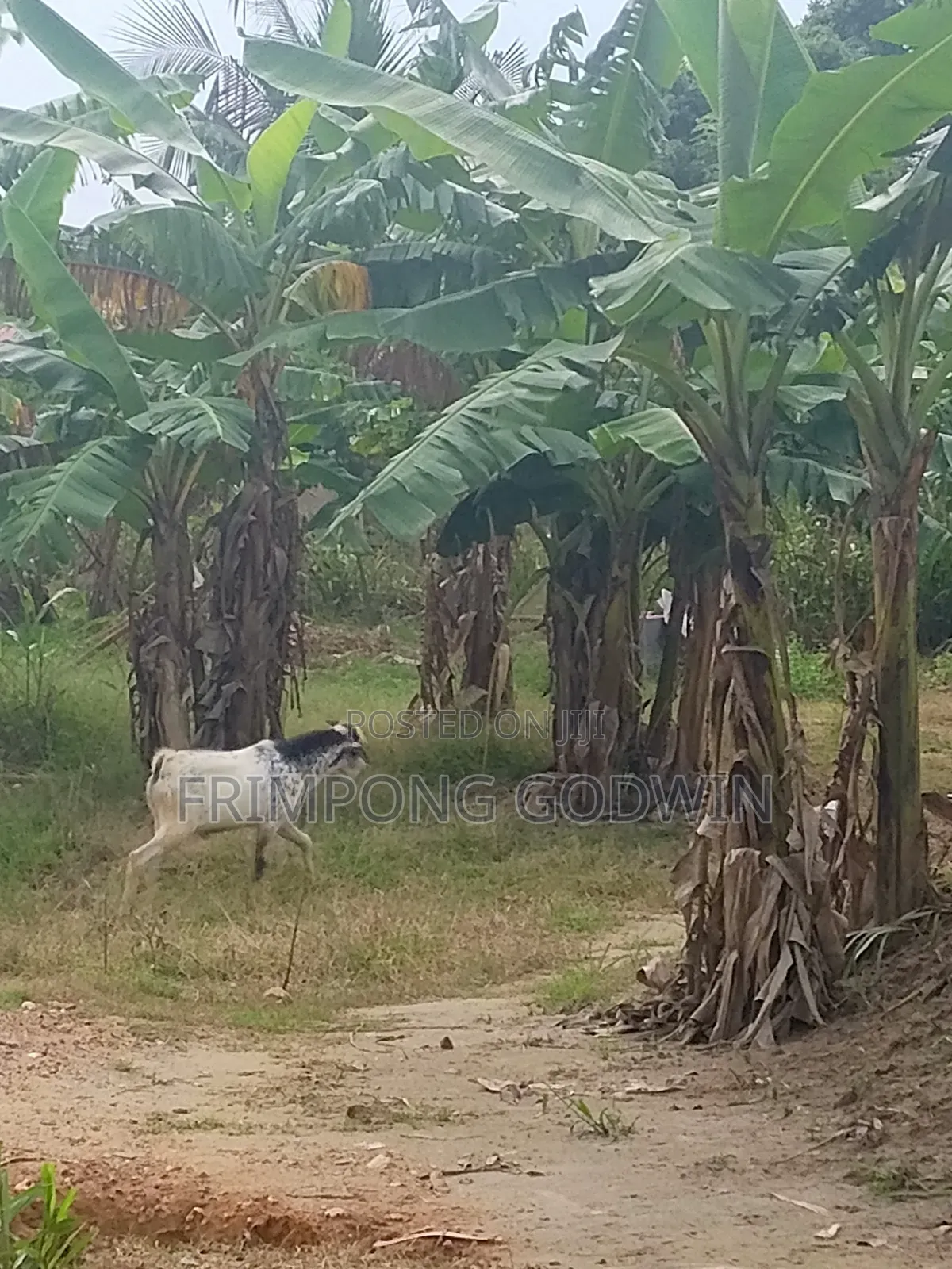 Hybrid Barbari Male Goat for Sale Good for Crossing,high Genetic