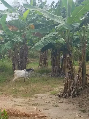 Hybrid Barbari Male Goat for Sale Good for Crossing,high Genetic