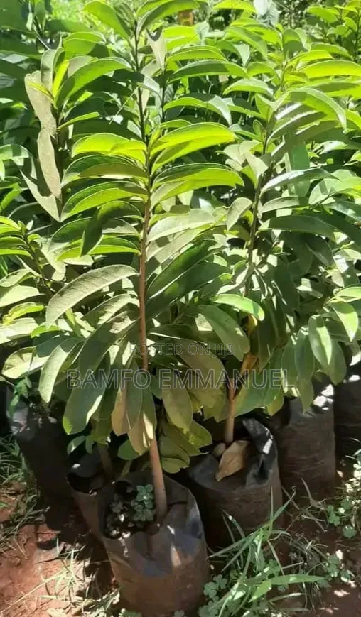Field Crops