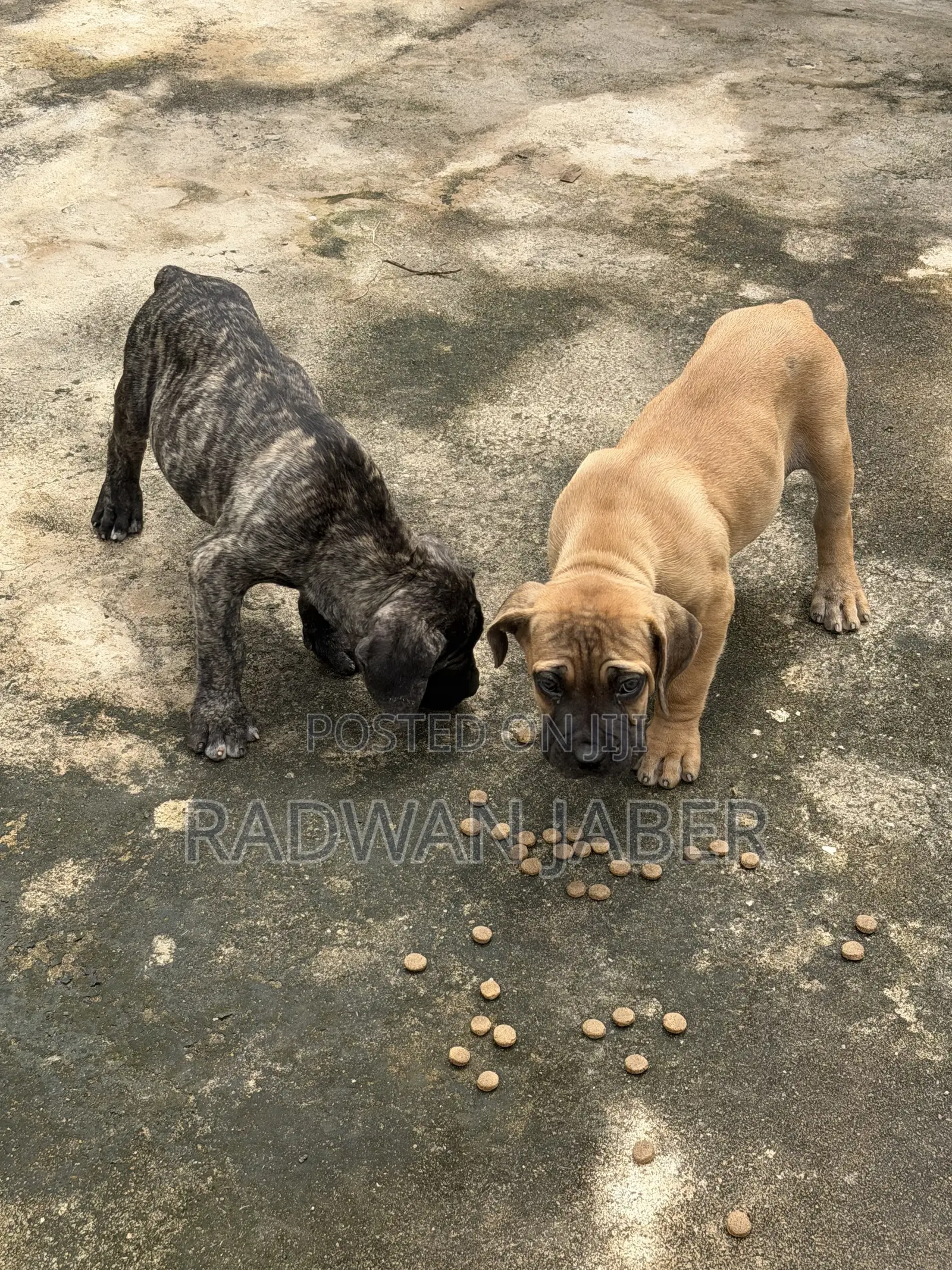 3-6 months Male Purebred Boerboel