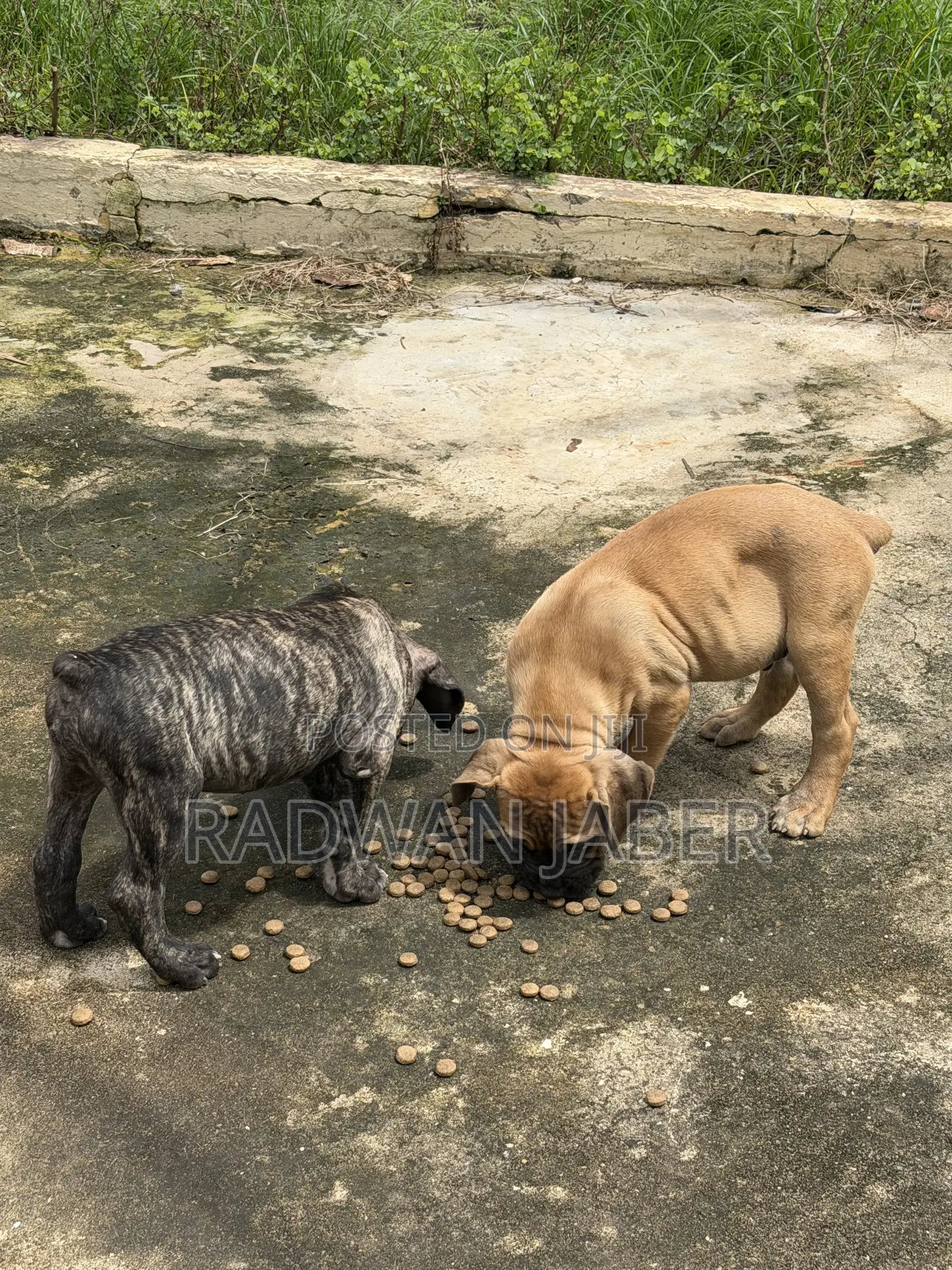 3-6 months Male Purebred Boerboel
