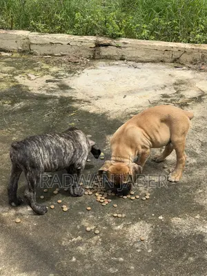 3-6 months Male Purebred Boerboel