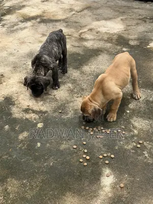 3-6 months Male Purebred Boerboel