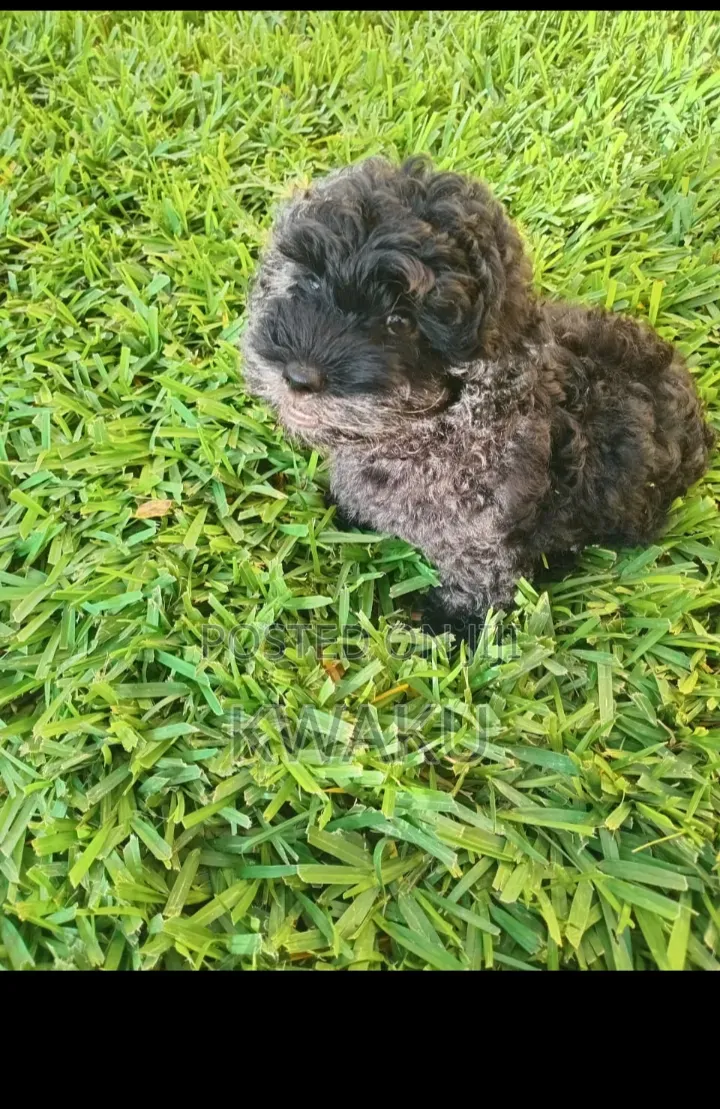 3-6 months Female Mixed Breed Poodle
