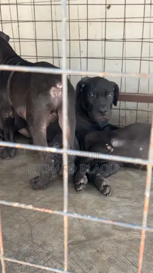 1-3 months Male Purebred Boerboel