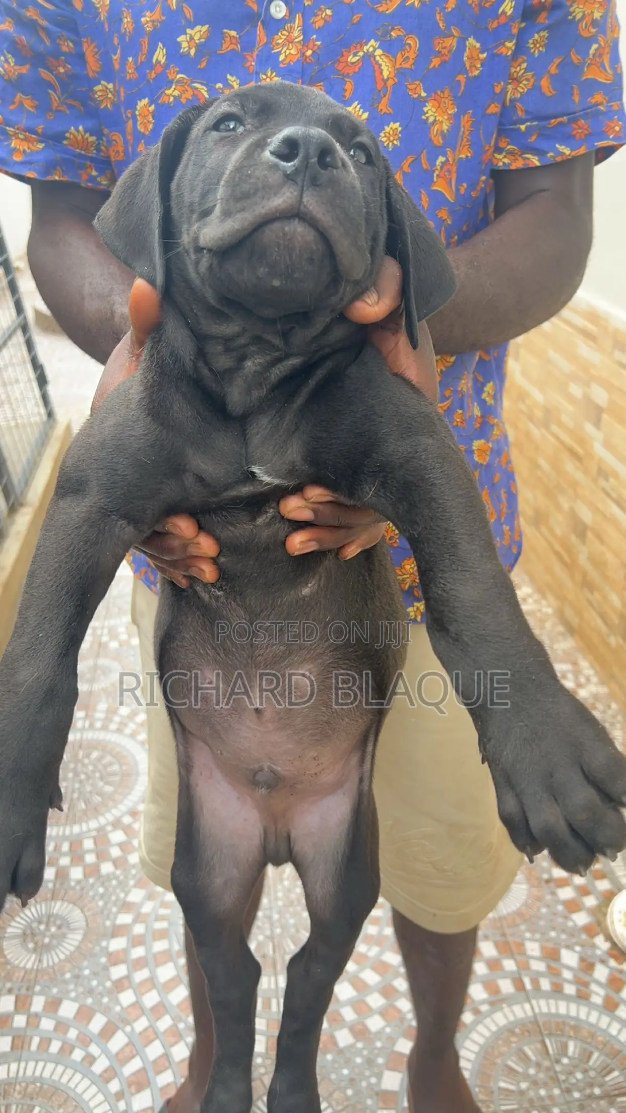 1-3 months Male Purebred Boerboel