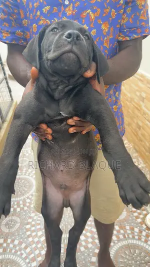 1-3 months Male Purebred Boerboel