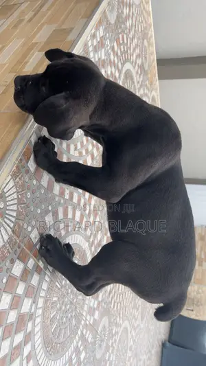 1-3 months Male Purebred Boerboel