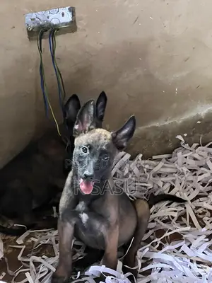 1-3 months Female Purebred Belgian Malinois