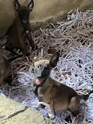 1-3 months Female Purebred Belgian Malinois