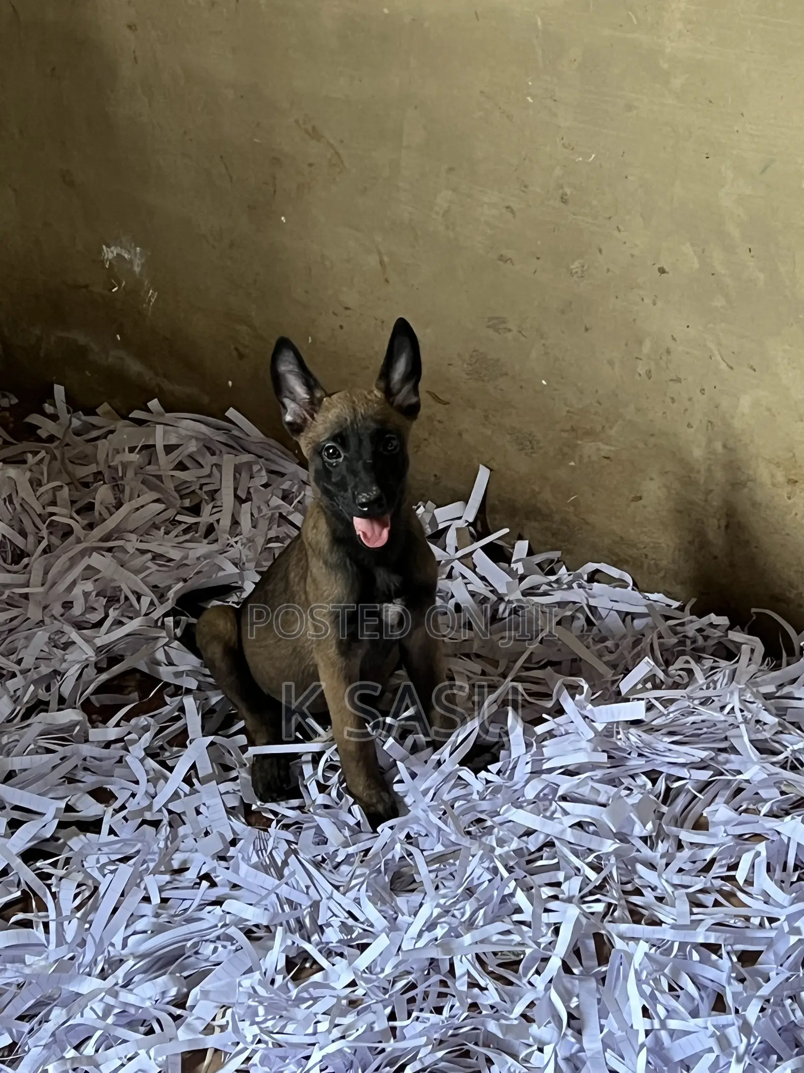 1-3 months Female Purebred Belgian Malinois