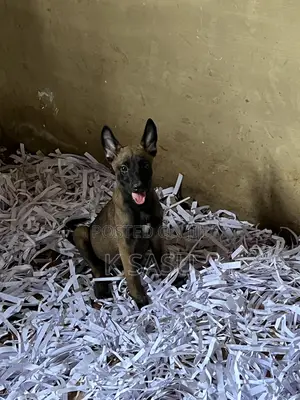 1-3 months Female Purebred Belgian Malinois
