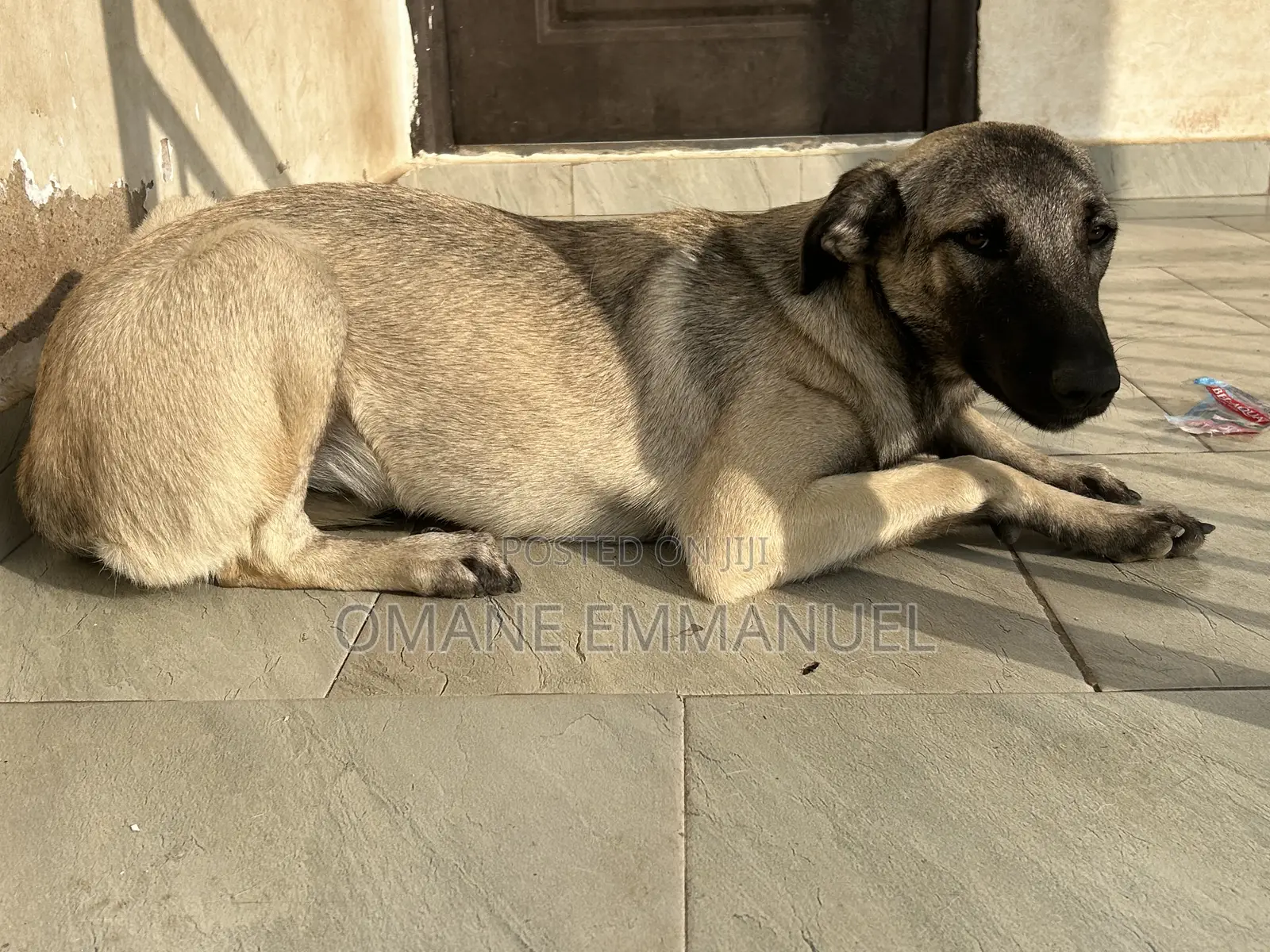 6-12 months Female Purebred Kangal