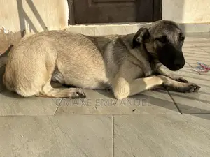 6-12 months Female Purebred Kangal