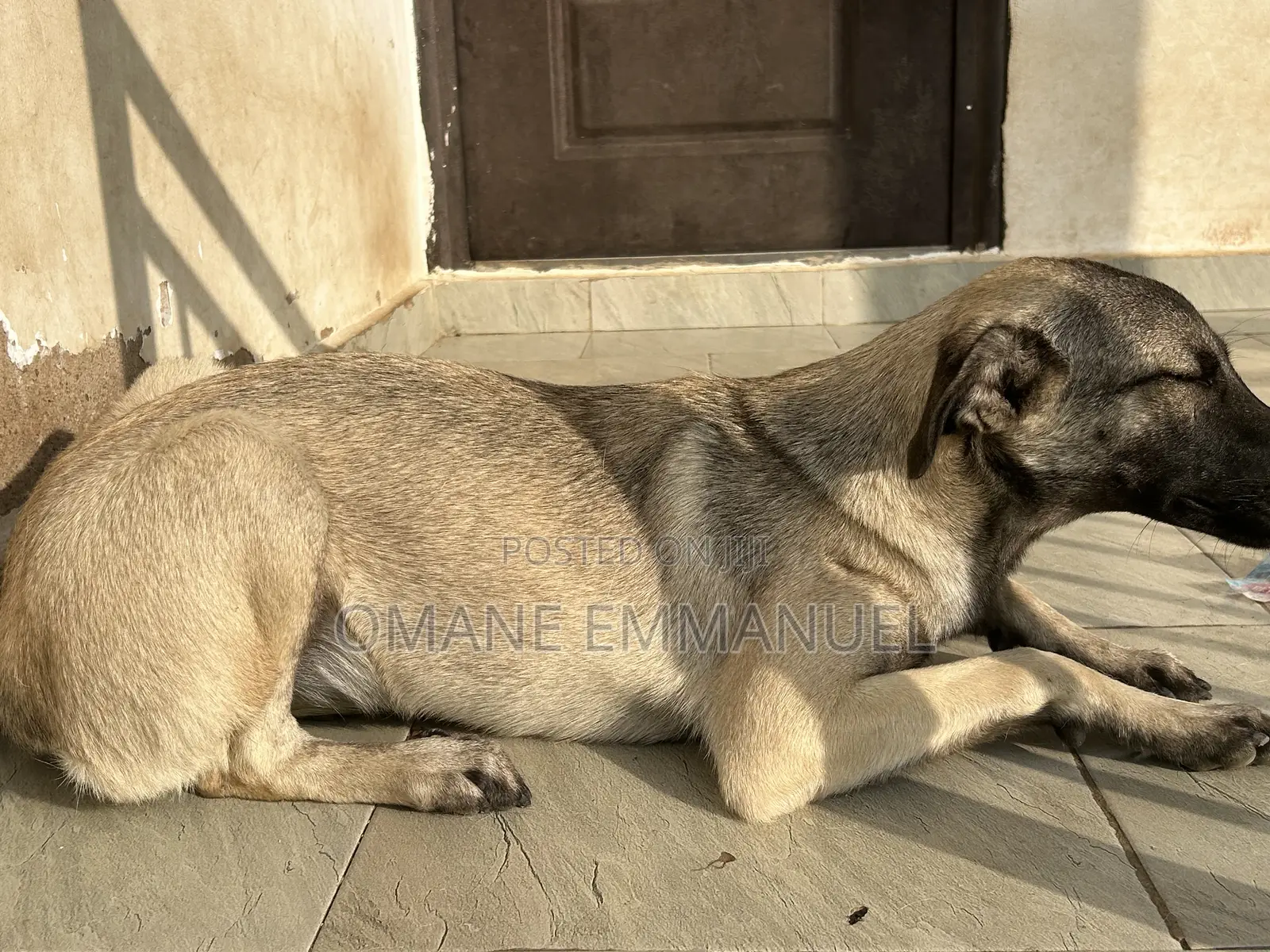6-12 months Female Purebred Kangal