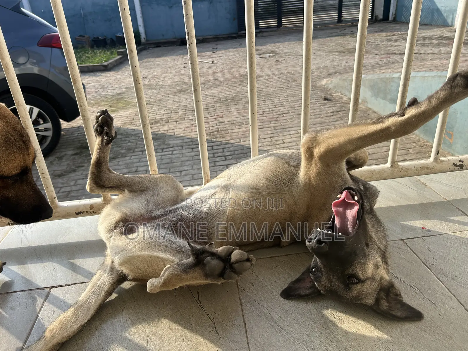 6-12 months Female Purebred Kangal