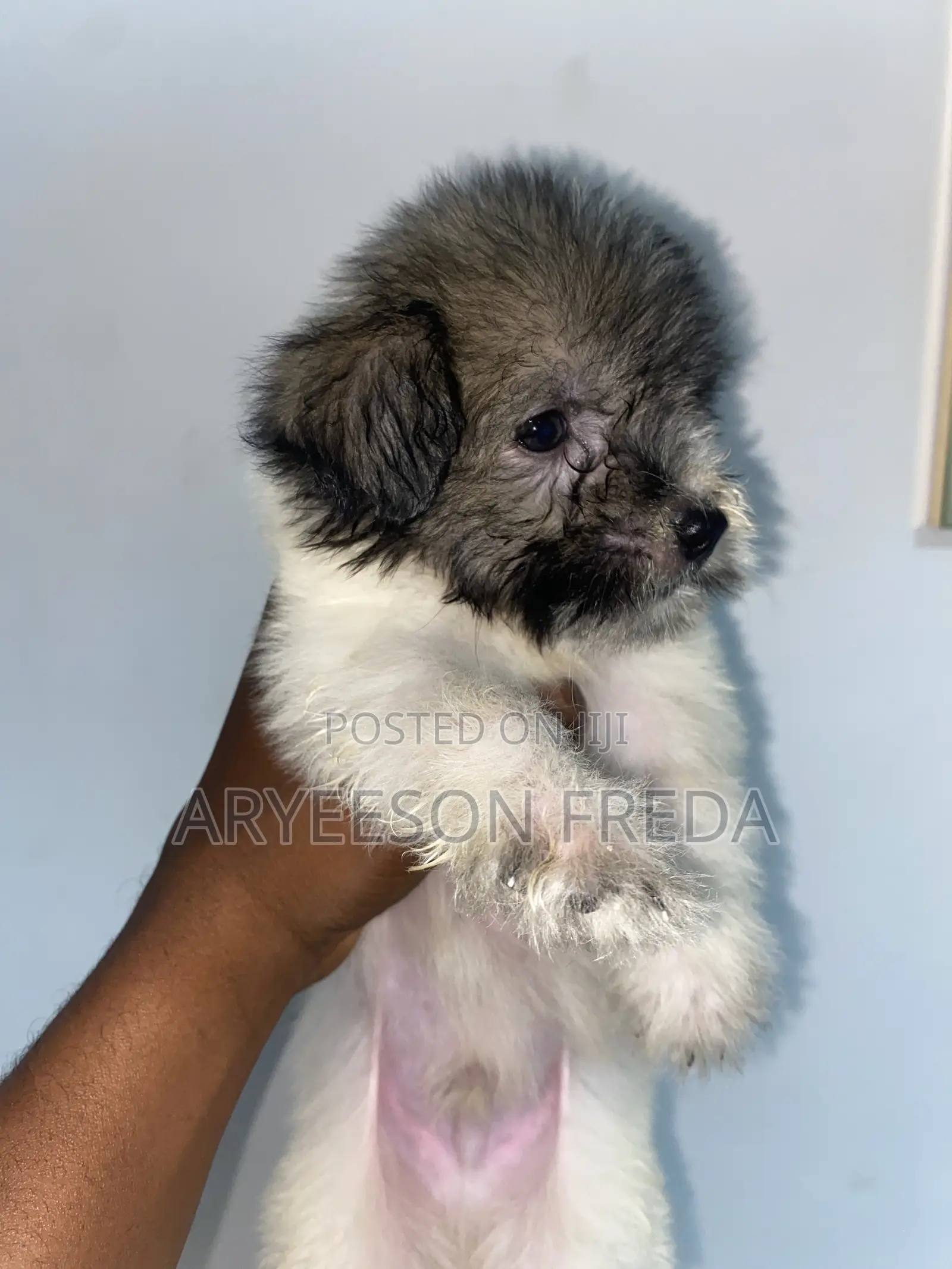 1-3 months Female Purebred Poodle