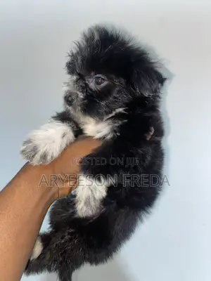 1-3 months Female Purebred Poodle