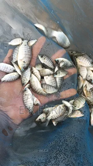 Fast Growing TILAPIA Juveniles Available in Stock