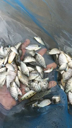 Fast Growing TILAPIA Juveniles Available in Stock