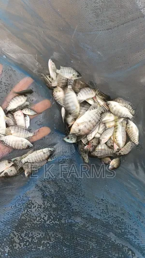Fast Growing TILAPIA Juveniles Available in Stock
