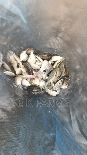 Fast Growing TILAPIA Juveniles Available in Stock