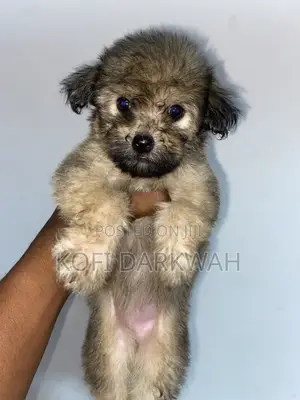 1-3 months Female Purebred Poodle