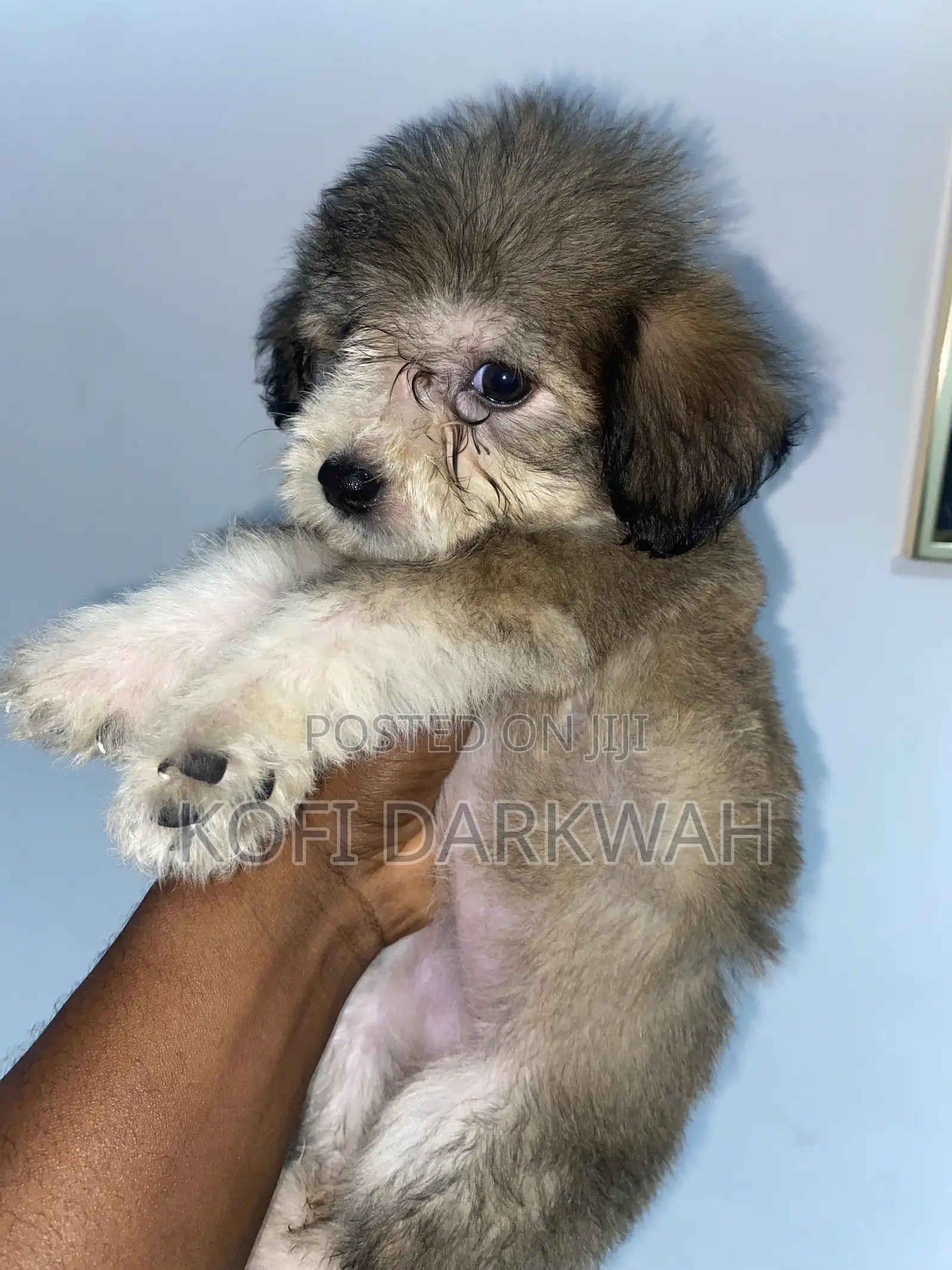 1-3 months Female Purebred Poodle