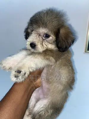 1-3 months Female Purebred Poodle