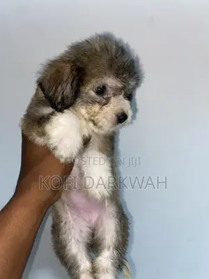 1-3 months Female Purebred Poodle