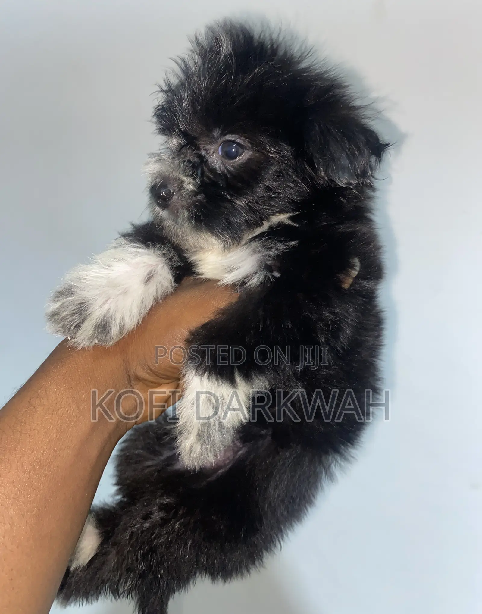 1-3 months Female Purebred Poodle