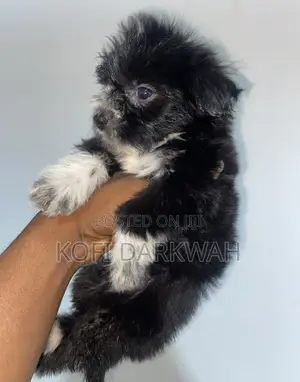 1-3 months Female Purebred Poodle